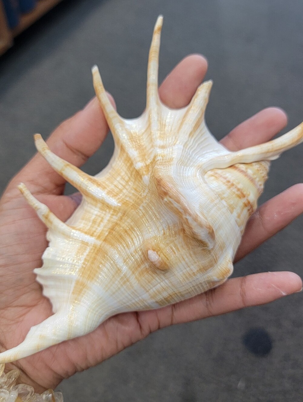 1pc Natural White and Tan Decorative Sea Shell